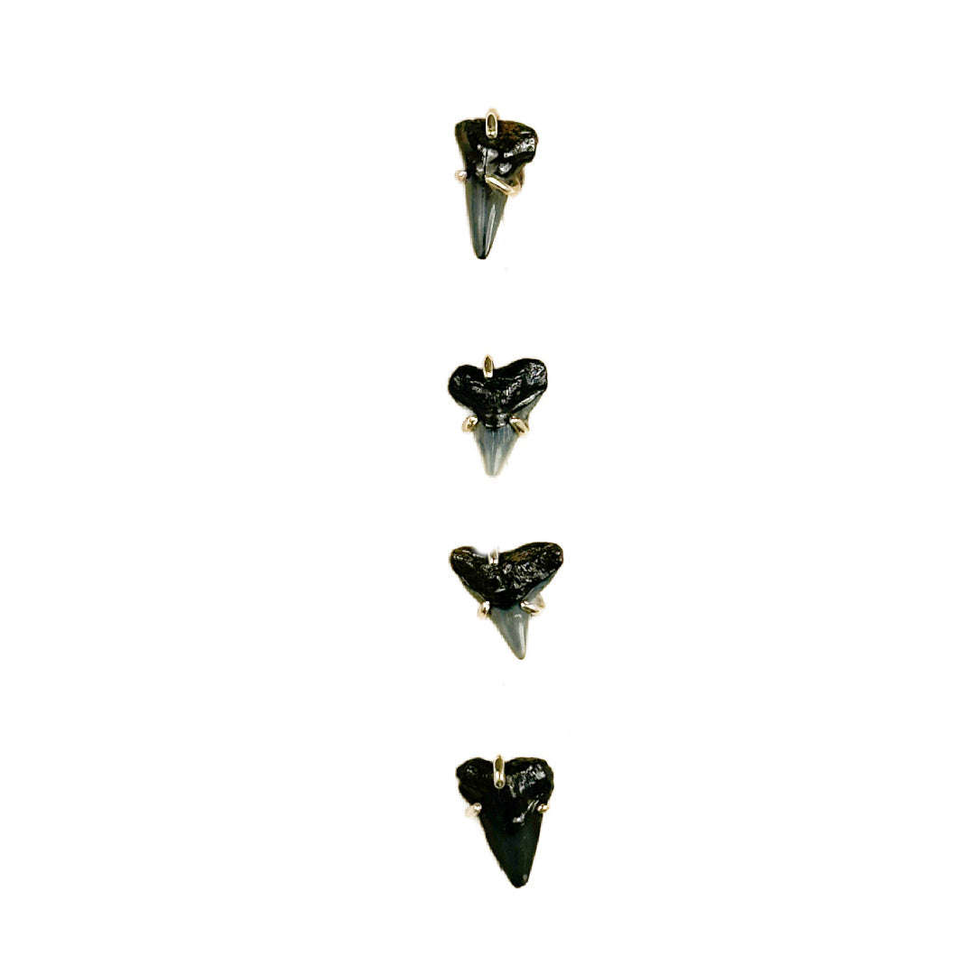 Sharks tooth Tuxedo Buttons